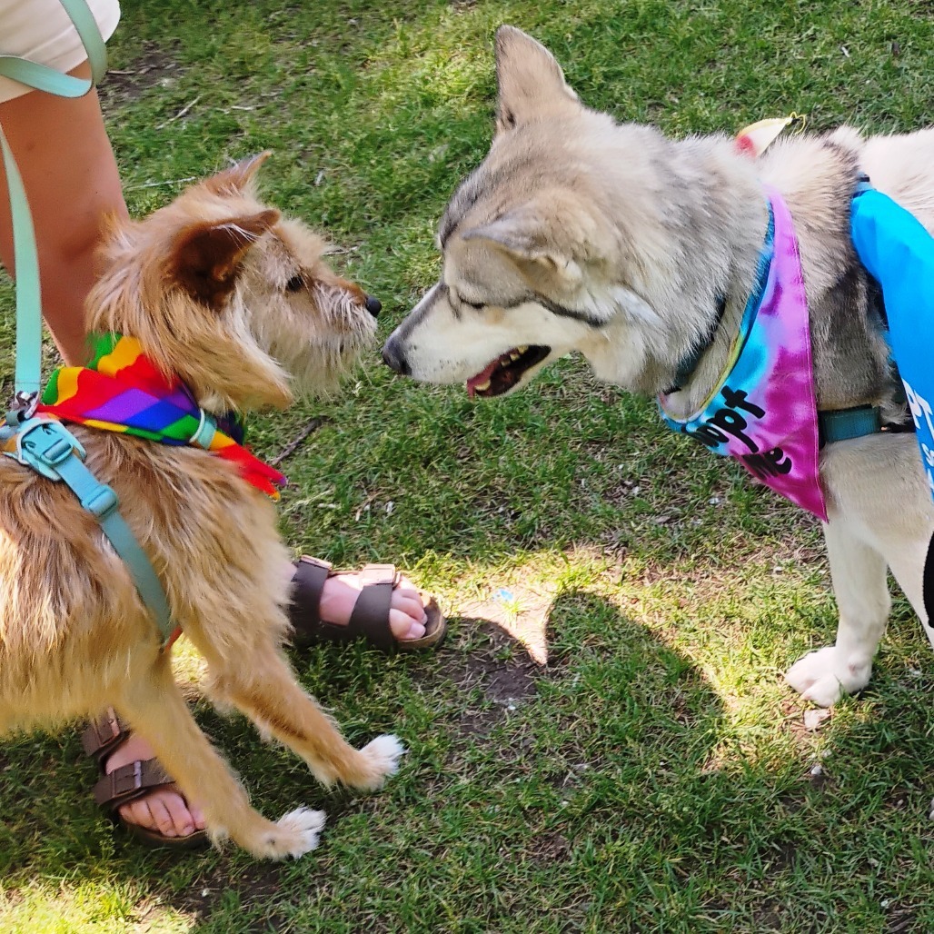 RAPUNZEL, an adoptable Husky, Mixed Breed in Pagosa Springs, CO, 81147 | Photo Image 5
