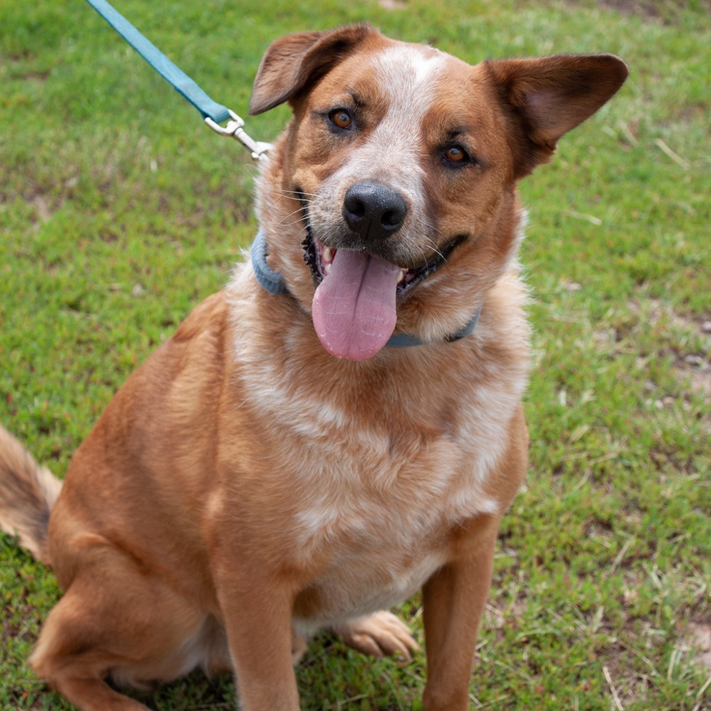 FESTUS, an adoptable Cattle Dog, Shepherd in Pagosa Springs, CO, 81147 | Photo Image 1