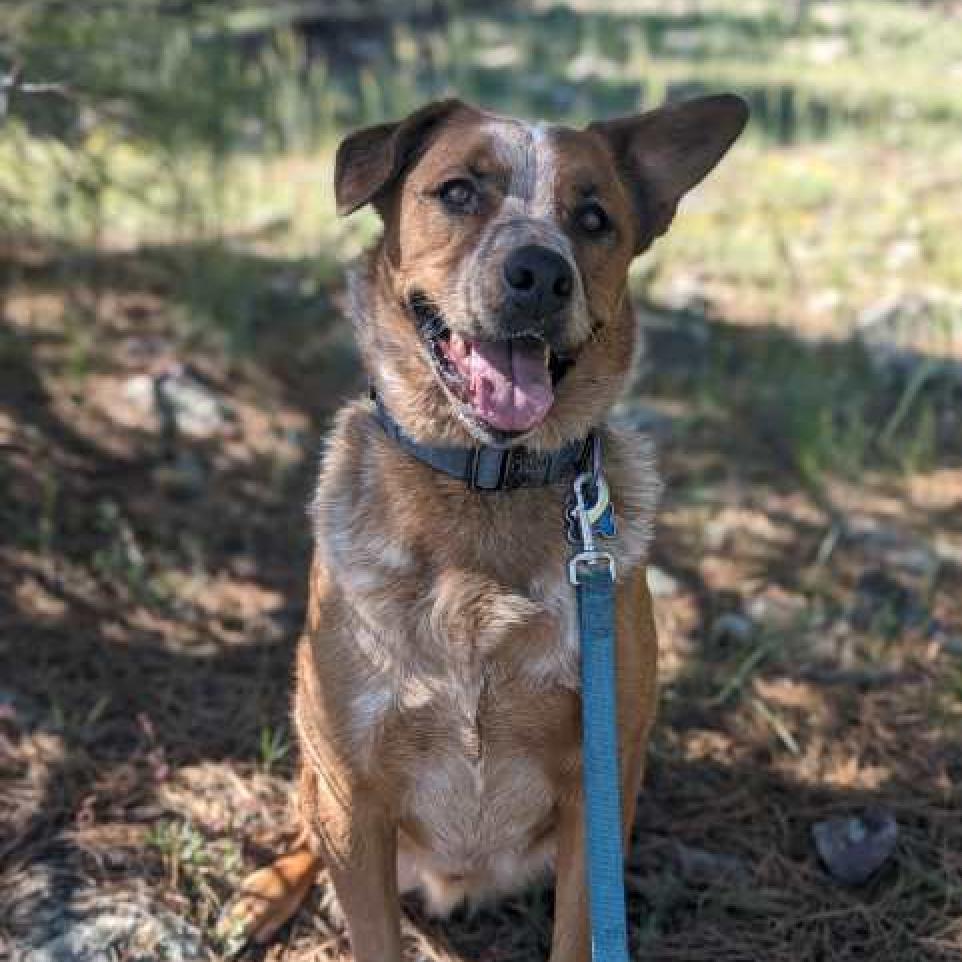 FESTUS, an adoptable Cattle Dog, Shepherd in Pagosa Springs, CO, 81147 | Photo Image 2