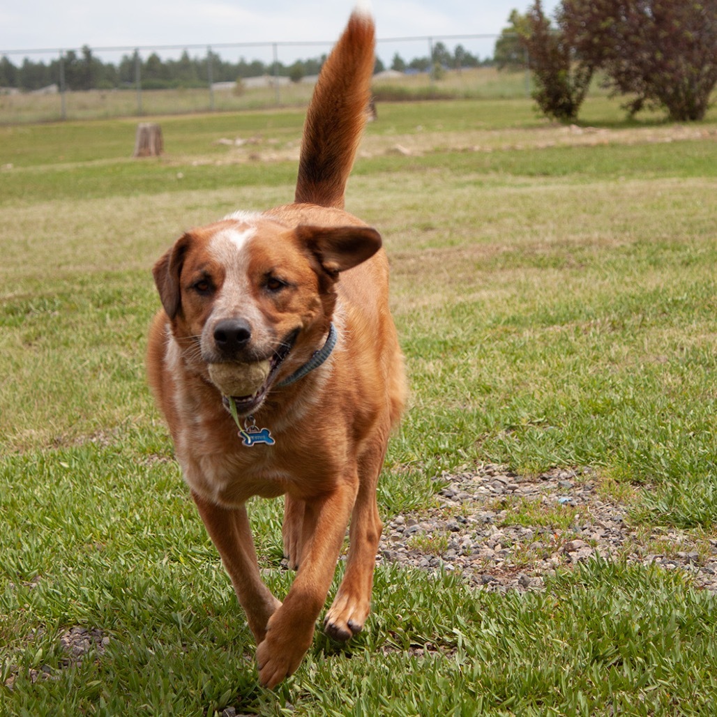 FESTUS, an adoptable Cattle Dog, Shepherd in Pagosa Springs, CO, 81147 | Photo Image 3