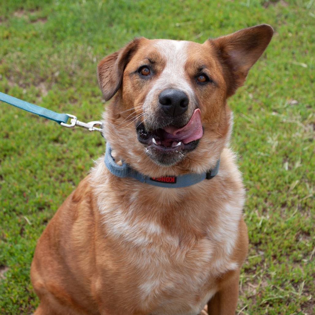 FESTUS, an adoptable Cattle Dog, Shepherd in Pagosa Springs, CO, 81147 | Photo Image 4