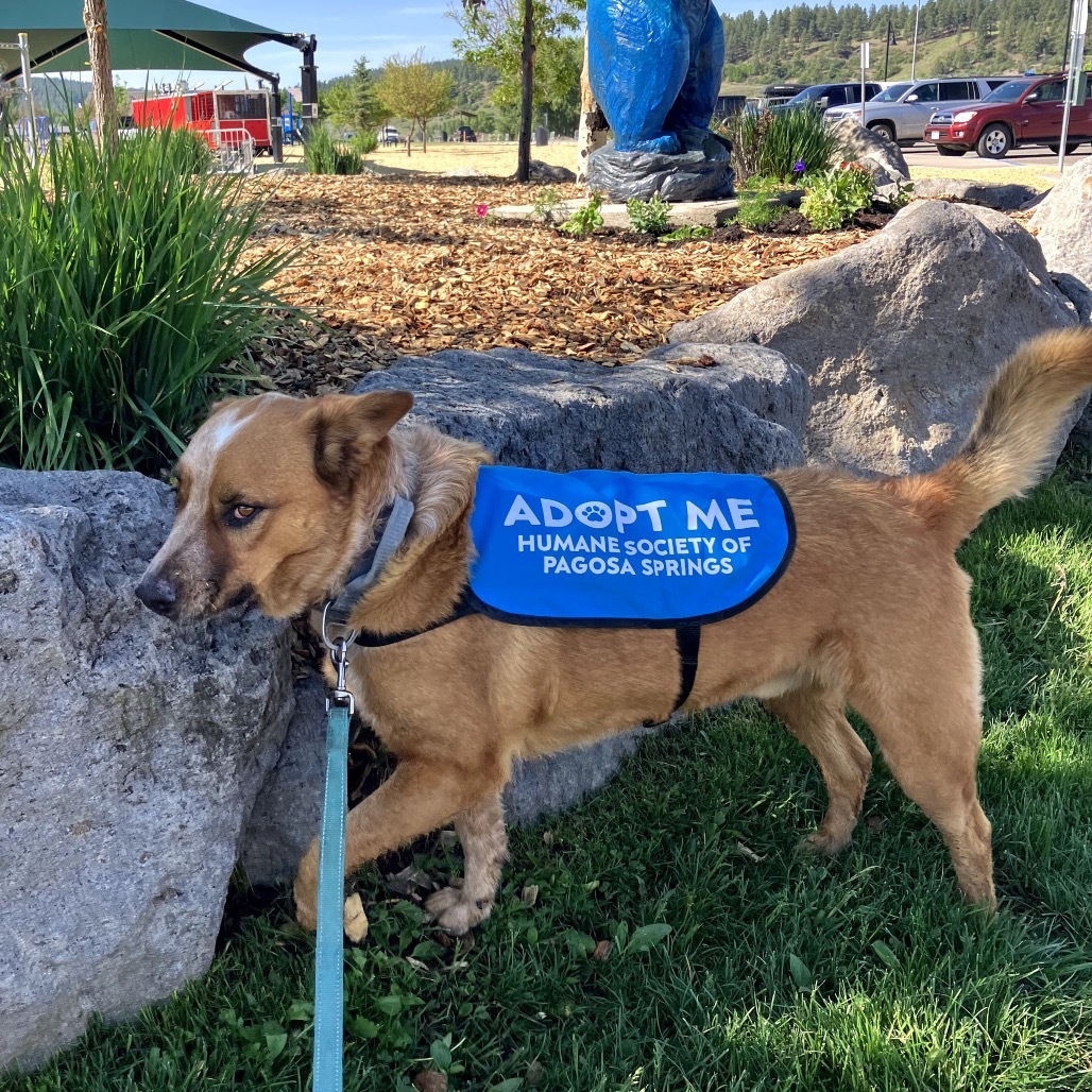 FESTUS, an adoptable Cattle Dog, Shepherd in Pagosa Springs, CO, 81147 | Photo Image 5