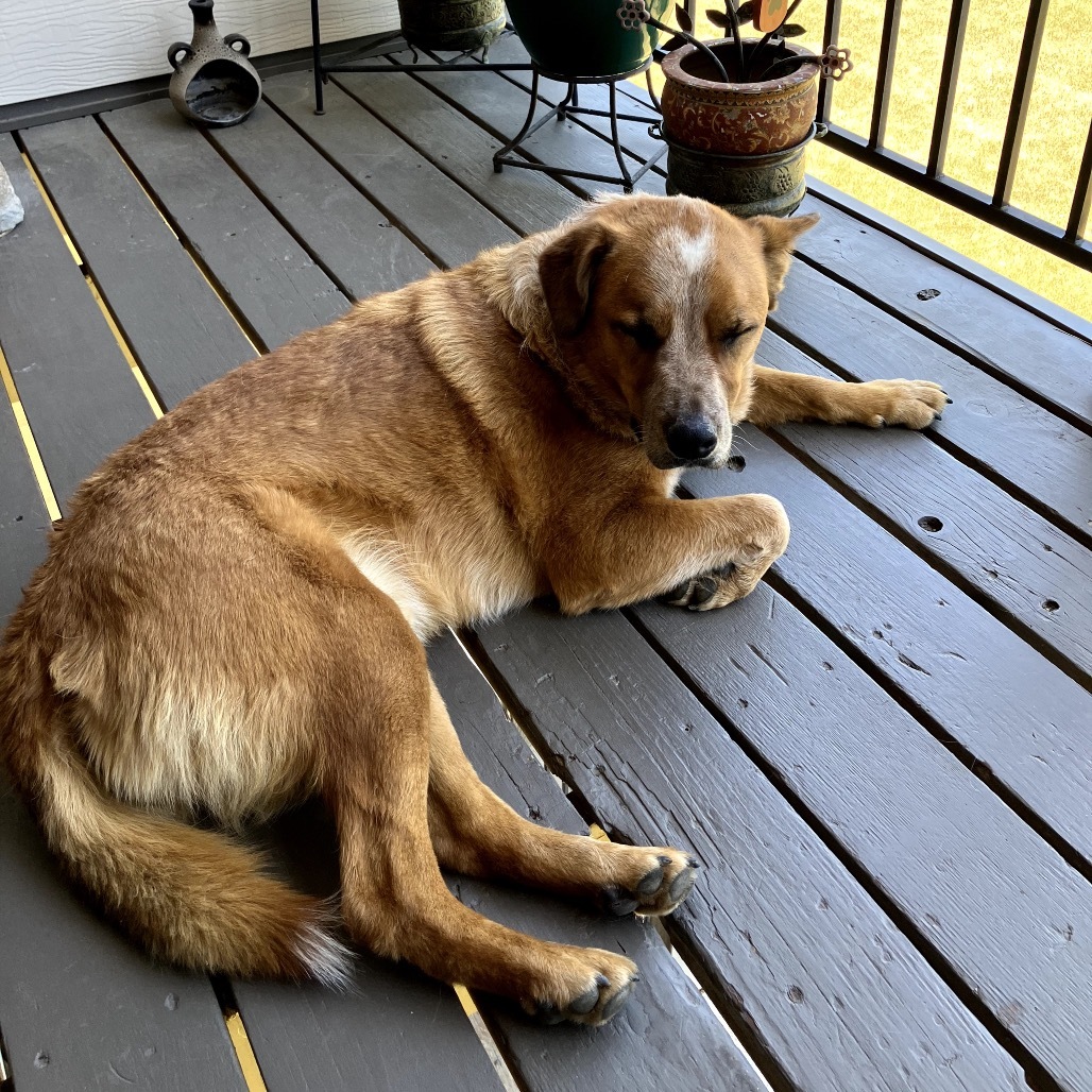 FESTUS, an adoptable Cattle Dog, Shepherd in Pagosa Springs, CO, 81147 | Photo Image 6