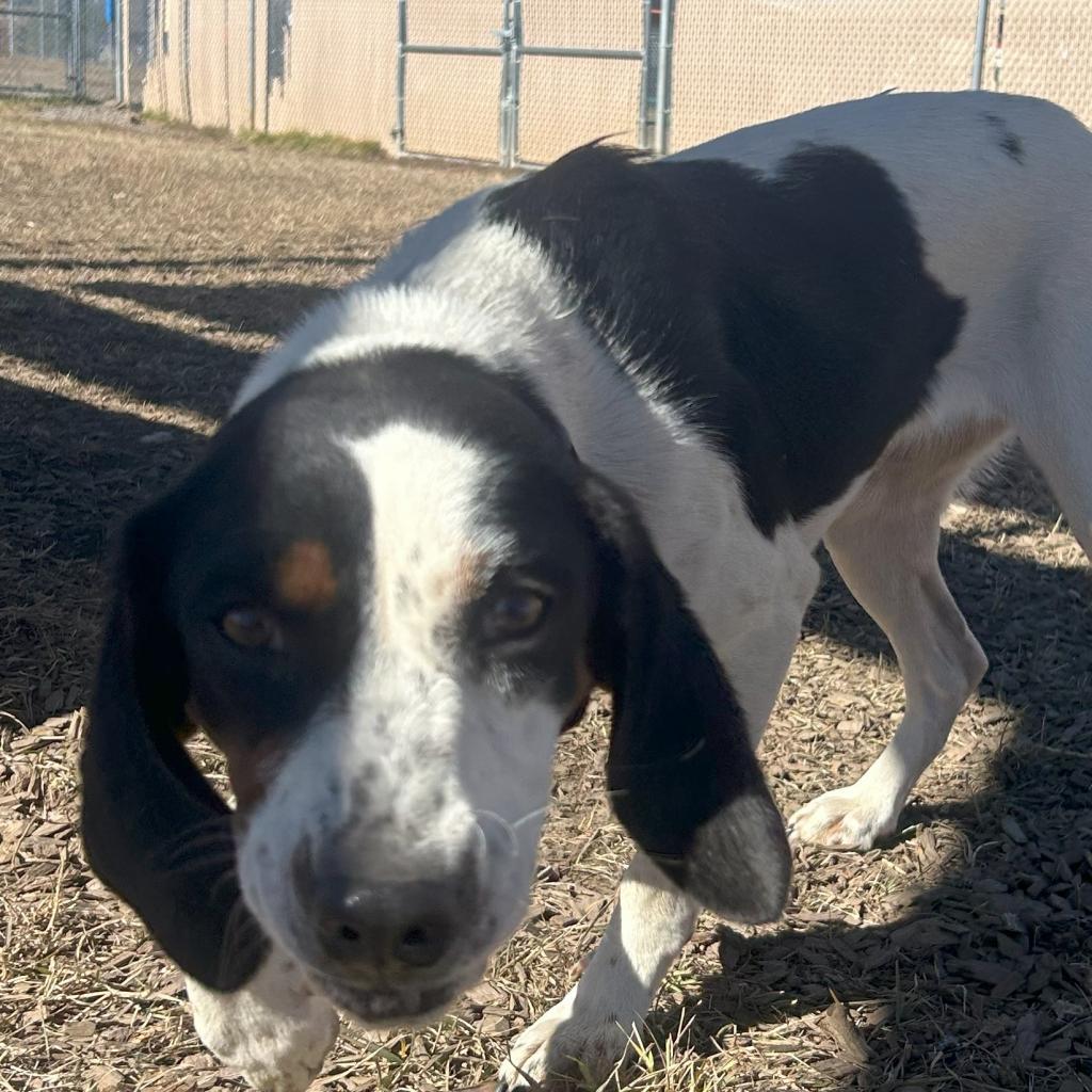 CHER, an adoptable Bluetick Coonhound, Mixed Breed in Pagosa Springs, CO, 81147 | Photo Image 1