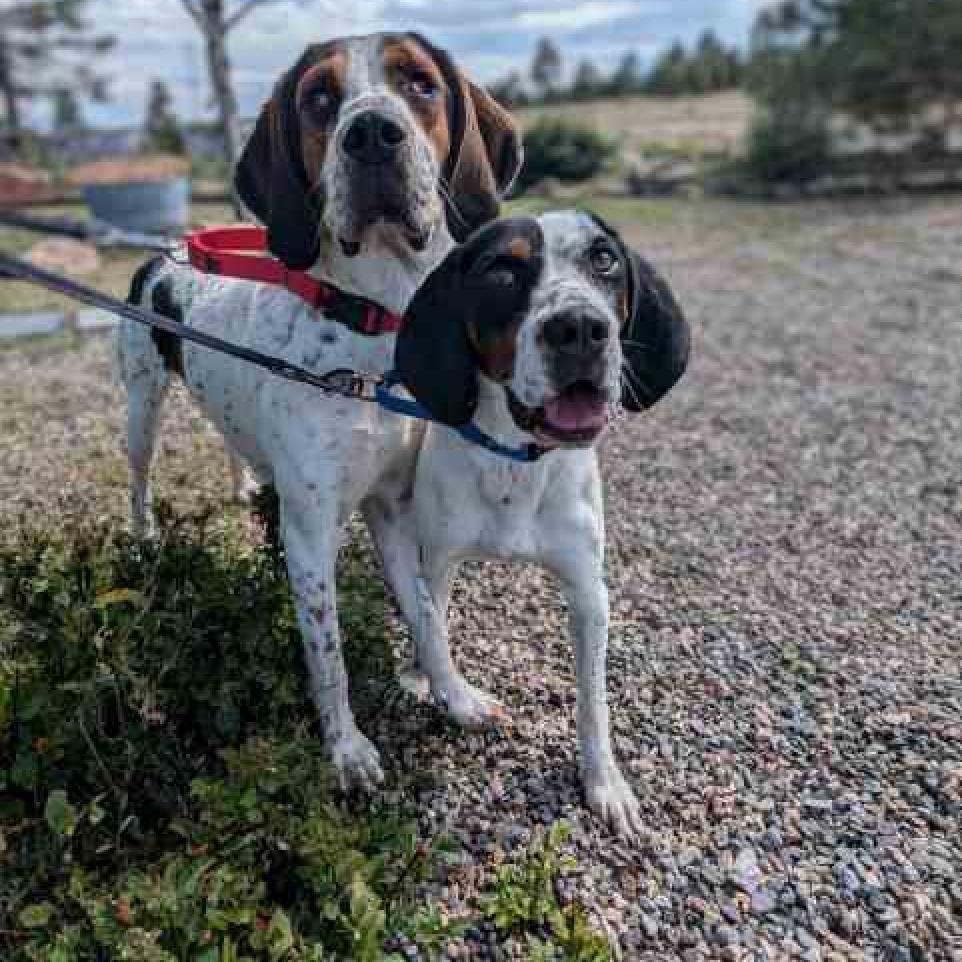 CHER, an adoptable Bluetick Coonhound, Mixed Breed in Pagosa Springs, CO, 81147 | Photo Image 2
