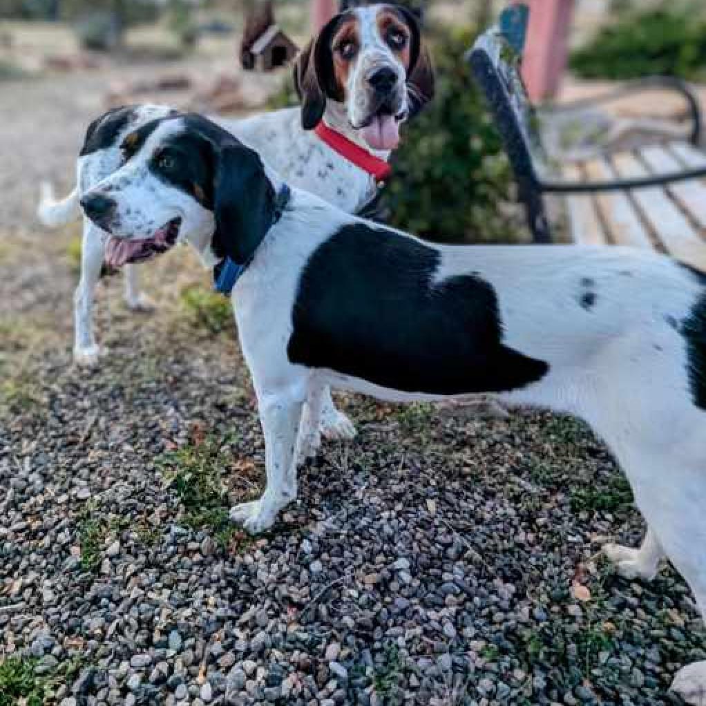 CHER, an adoptable Bluetick Coonhound, Mixed Breed in Pagosa Springs, CO, 81147 | Photo Image 3