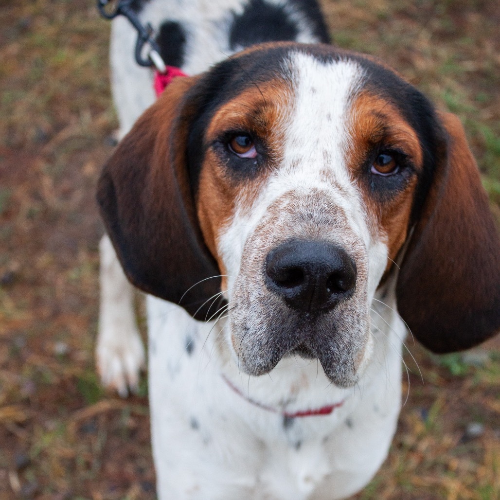 SONNY, an adoptable Bluetick Coonhound, Mixed Breed in Pagosa Springs, CO, 81147 | Photo Image 1