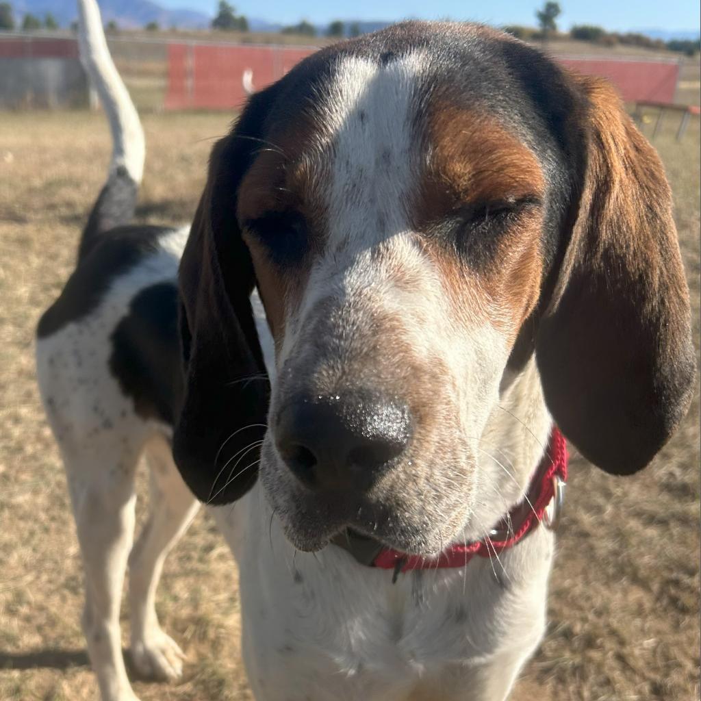 SONNY, an adoptable Bluetick Coonhound, Mixed Breed in Pagosa Springs, CO, 81147 | Photo Image 2