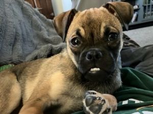 Meet Titos Toddyaka Toddy Toddy is a lively little adventurer with a big personality and even bigge