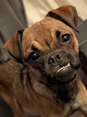 Meet Titos Toddyaka Toddy Toddy is a lively little adventurer with a big personality and even bigge