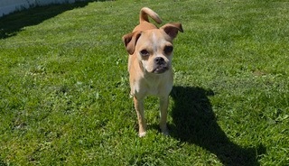 Tito's Sunshine