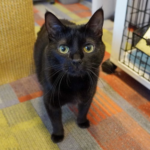 Dilly, an adoptable Domestic Short Hair in Santa Fe, NM, 87501 | Photo Image 1