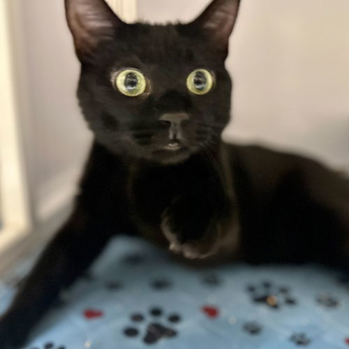 Dilly [Special Needs Adoption], an adoptable Domestic Short Hair in Santa Fe, NM, 87501 | Photo Image 2