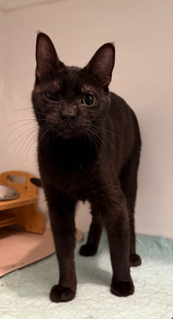 Princess (FIV+) / Nana Pudding (FIV+)