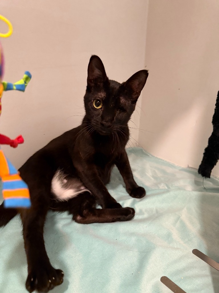 Princess (FIV+) / Nana Pudding (FIV+)
