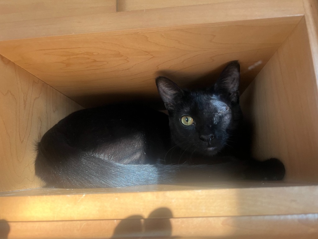 Princess (FIV+) / Nana Pudding (FIV+)