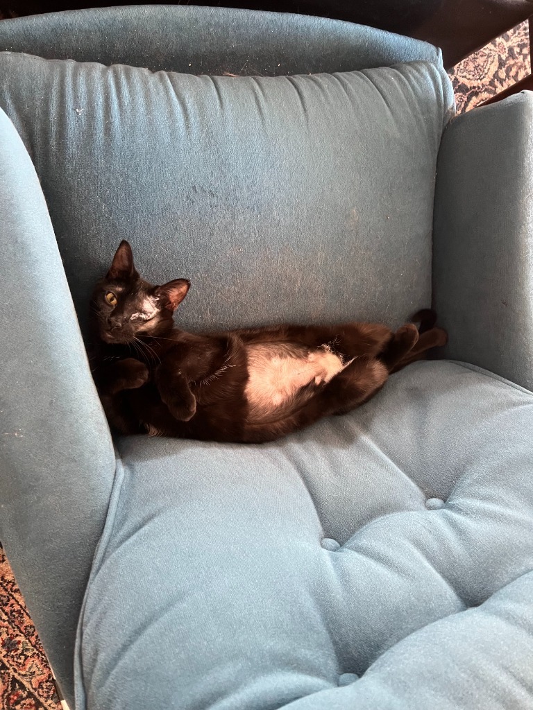 Princess (FIV+) / Nana Pudding (FIV+)