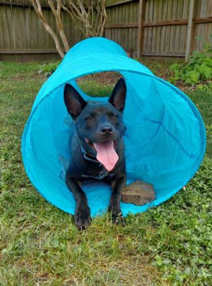 Sasha, Young Female Cattle Dog
