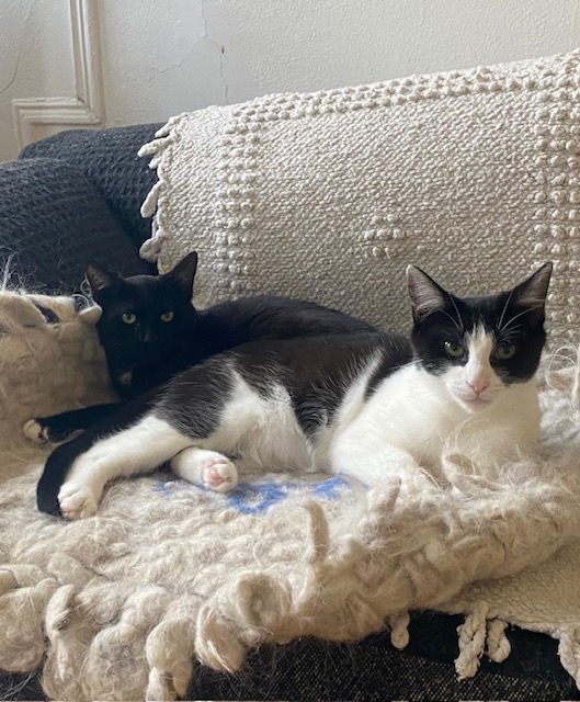 Luna & Lyra