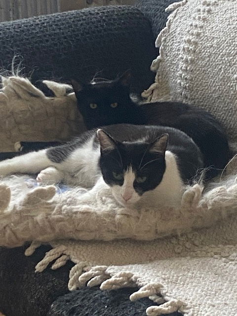 Luna & Lyra