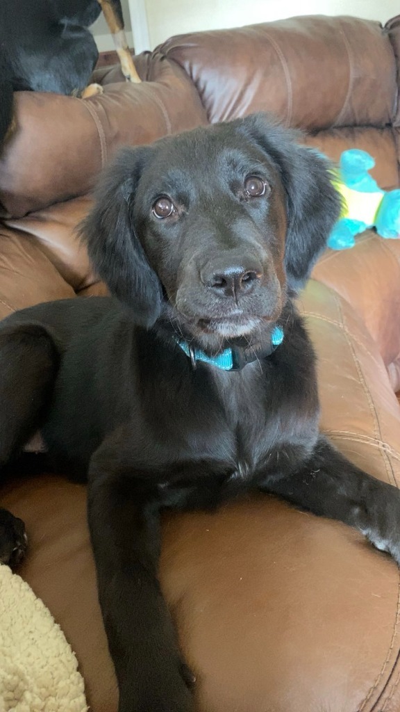 Moose, an adoptable Mixed Breed in Heber City, UT, 84032 | Photo Image 1