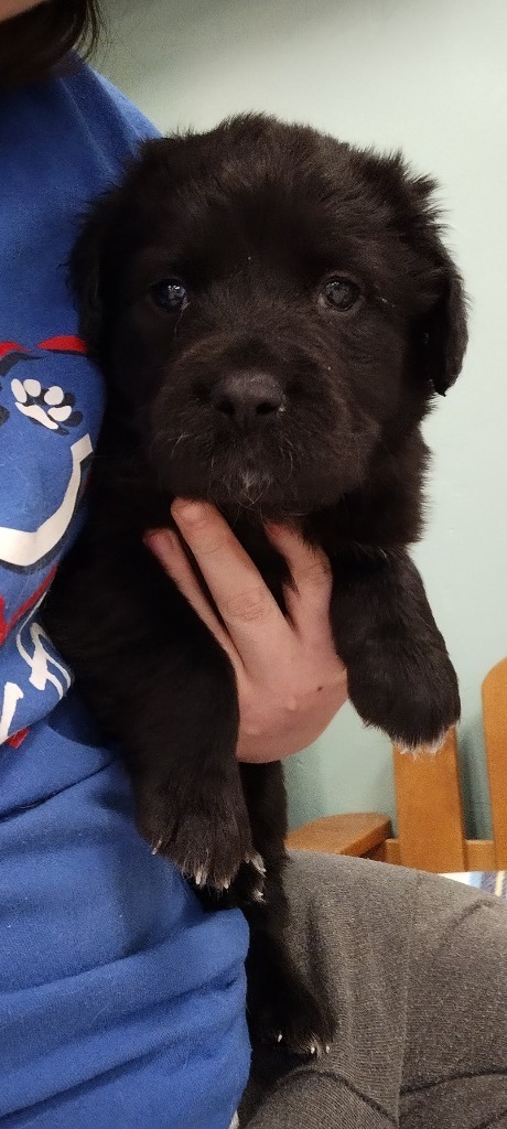 Moose, an adoptable Mixed Breed in Heber City, UT, 84032 | Photo Image 2