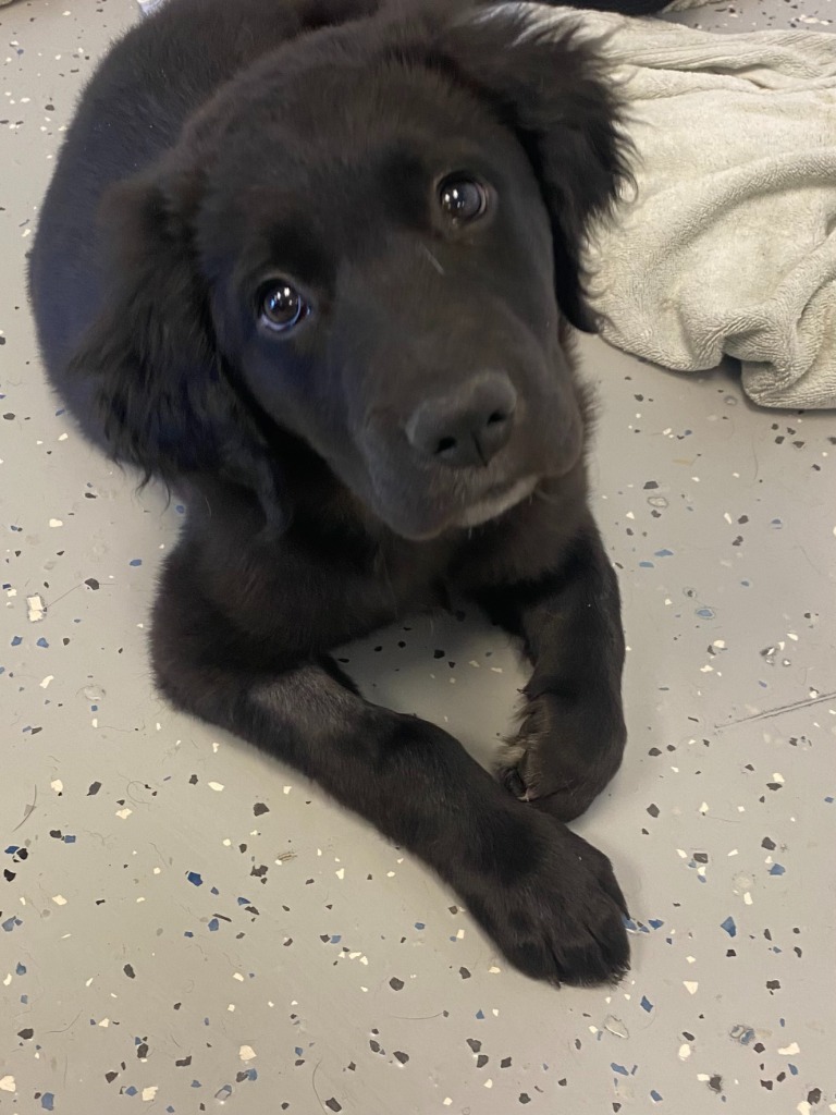 Moose, an adoptable Mixed Breed in Heber City, UT, 84032 | Photo Image 3