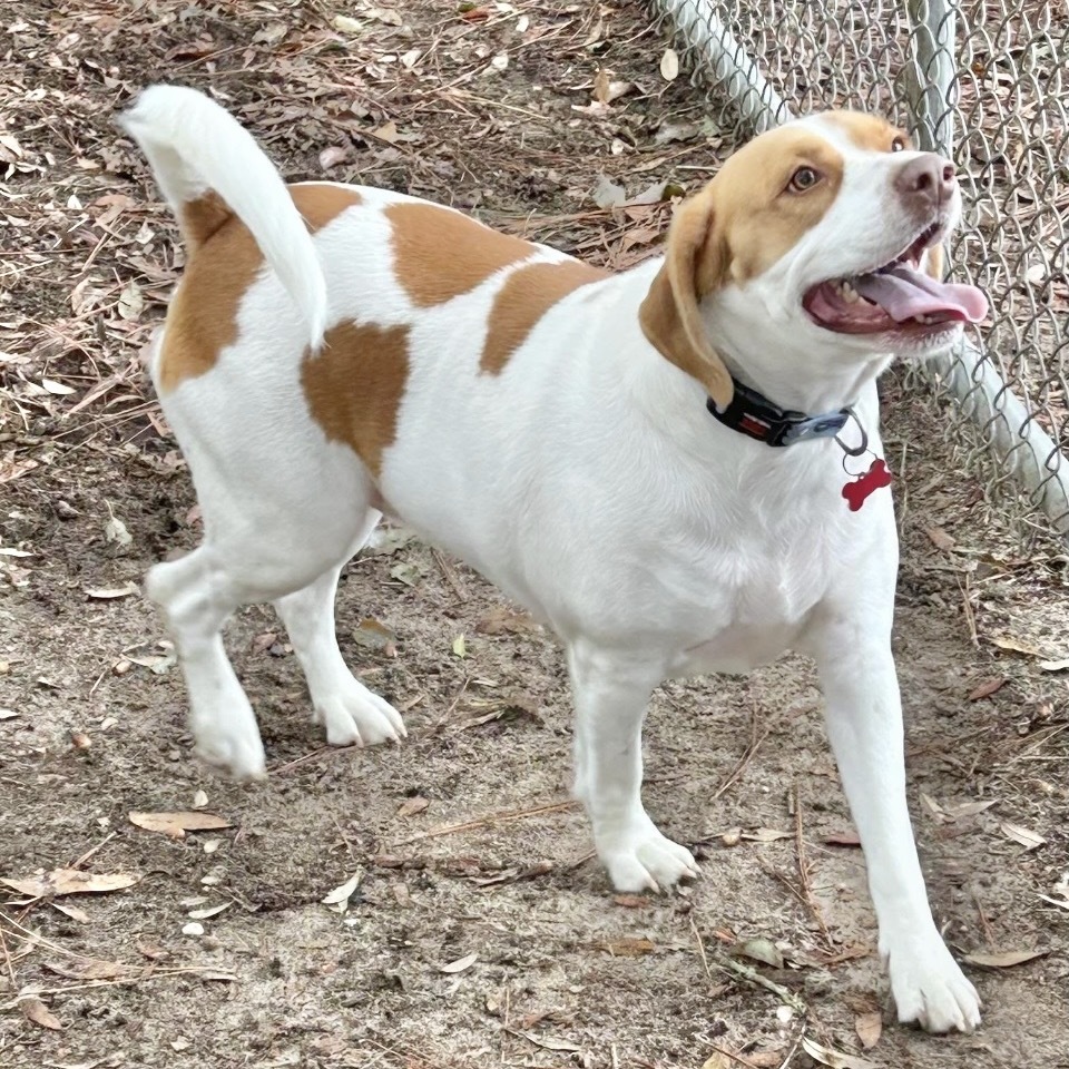 Ollie
