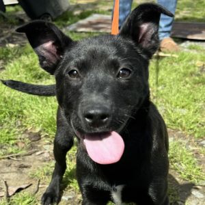 MUFFIN Belgian Shepherd / Malinois Dog