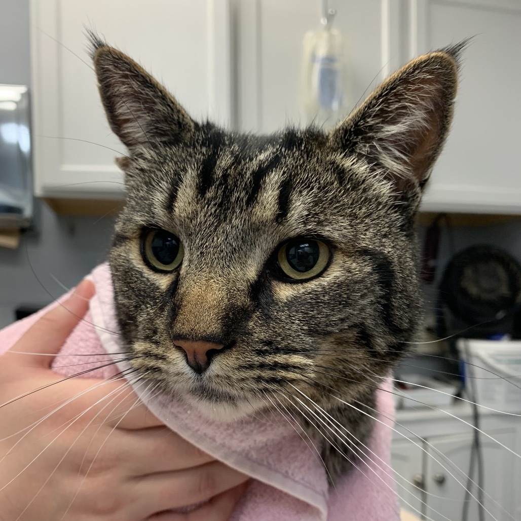 Darby, an adoptable Domestic Short Hair in Fort Bragg, CA, 95437 | Photo Image 1