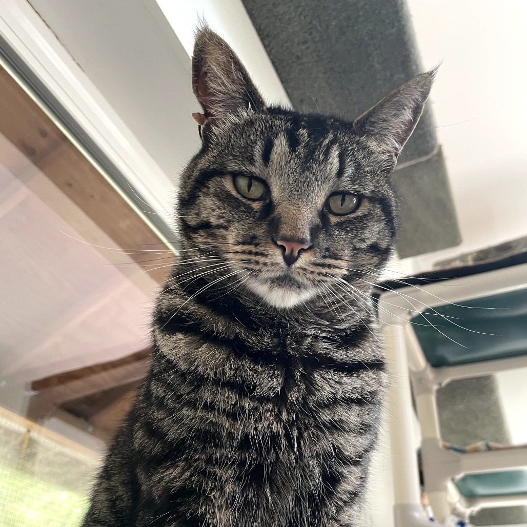 Darby, an adoptable Domestic Short Hair in Fort Bragg, CA, 95437 | Photo Image 1