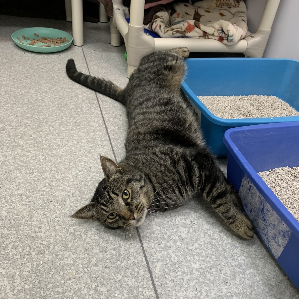 Darby, an adoptable Domestic Short Hair in Fort Bragg, CA, 95437 | Photo Image 2