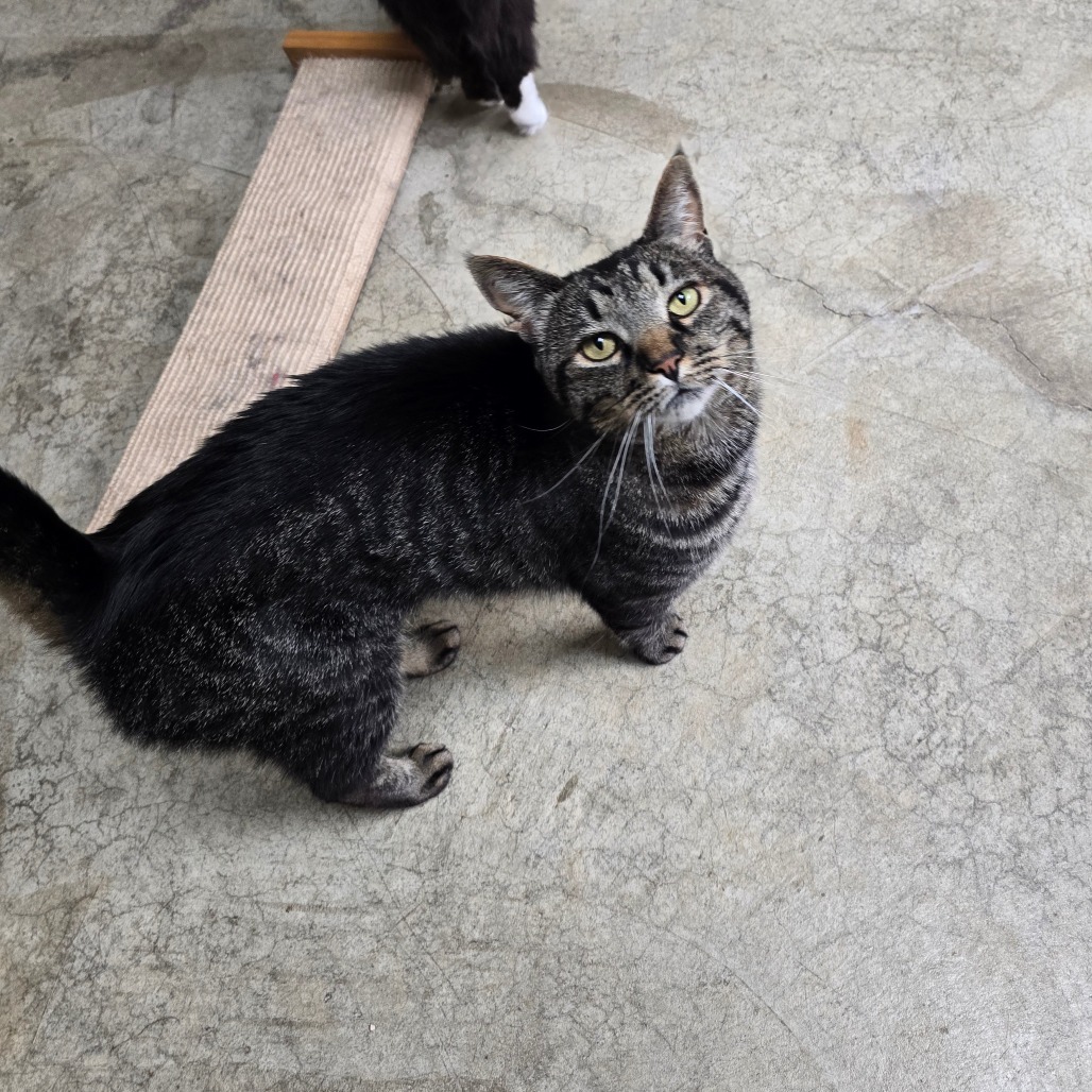 Darby, an adoptable Domestic Short Hair in Fort Bragg, CA, 95437 | Photo Image 4