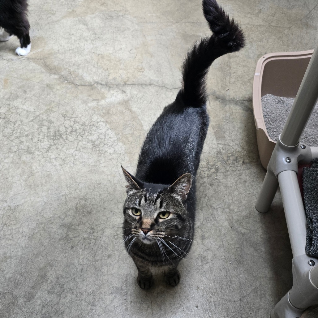 Darby, an adoptable Domestic Short Hair in Fort Bragg, CA, 95437 | Photo Image 5