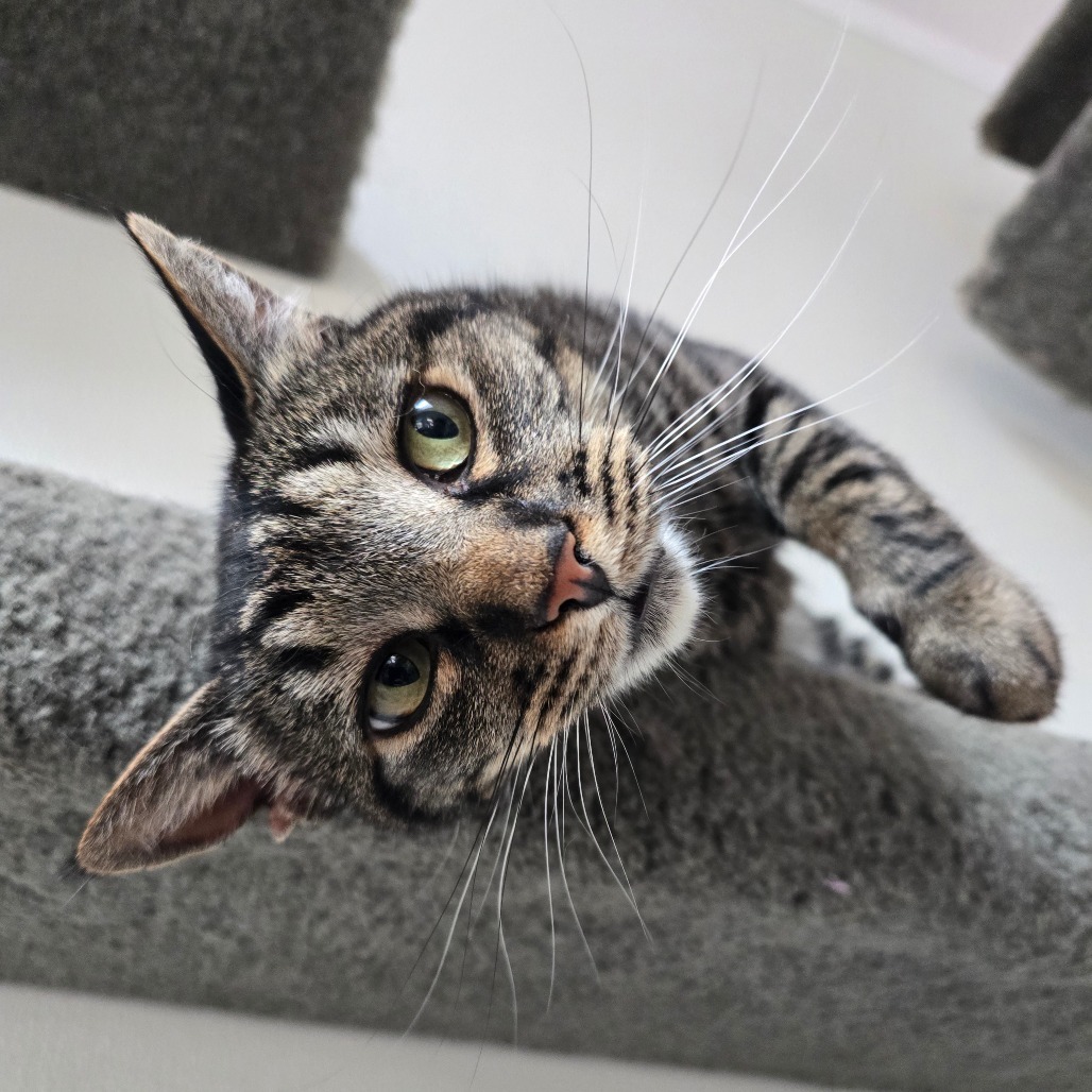 Darby, an adoptable Domestic Short Hair in Fort Bragg, CA, 95437 | Photo Image 6