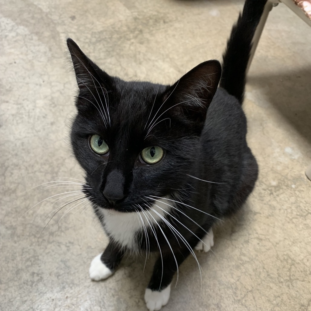 Boots, an adoptable Domestic Medium Hair in Fort Bragg, CA, 95437 | Photo Image 1