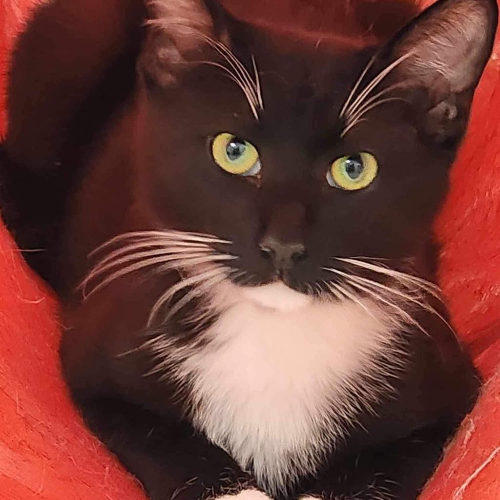 Boots, an adoptable Domestic Medium Hair in Fort Bragg, CA, 95437 | Photo Image 2