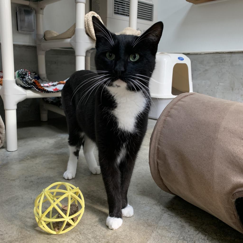 Boots, an adoptable Domestic Medium Hair in Fort Bragg, CA, 95437 | Photo Image 3