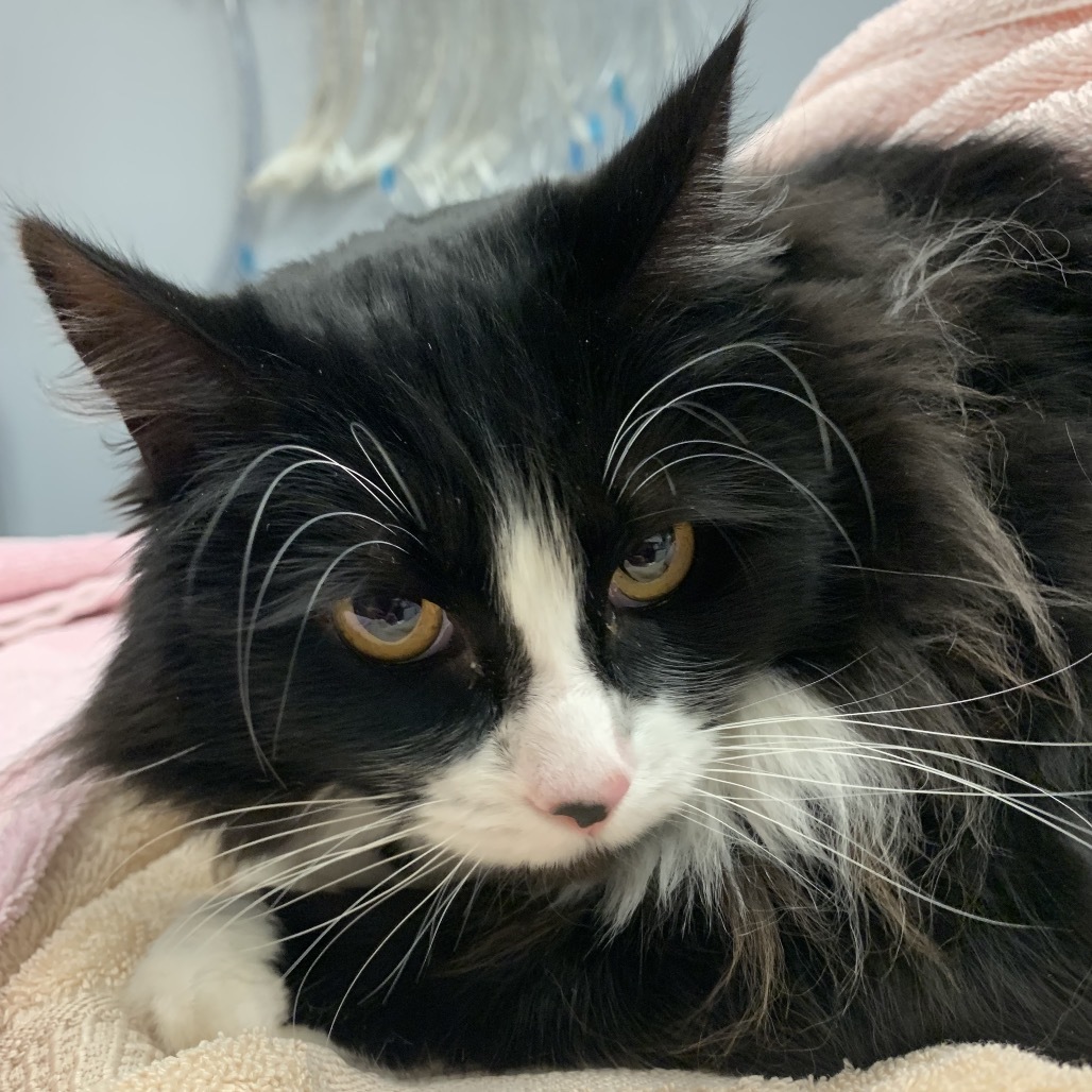 Frida, an adoptable Domestic Long Hair in Fort Bragg, CA, 95437 | Photo Image 1