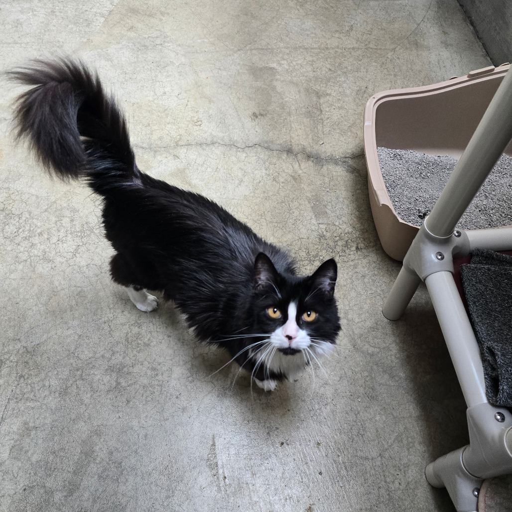 Frida, an adoptable Domestic Long Hair in Fort Bragg, CA, 95437 | Photo Image 1