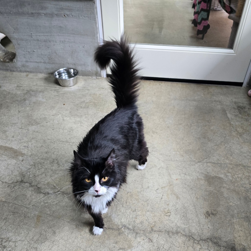 Frida, an adoptable Domestic Long Hair in Fort Bragg, CA, 95437 | Photo Image 3