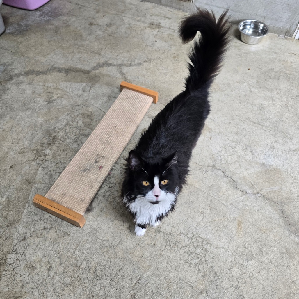 Frida, an adoptable Domestic Long Hair in Fort Bragg, CA, 95437 | Photo Image 4