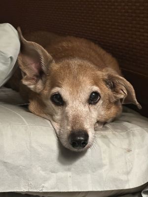 Riley, Senior Male unknown
