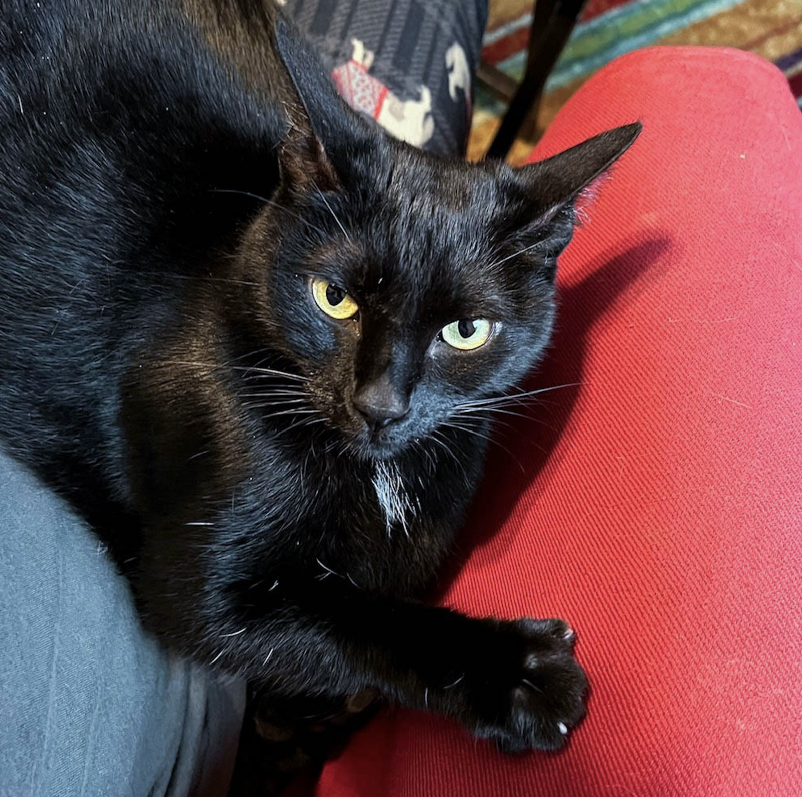 Daria (bonded with Dusty)