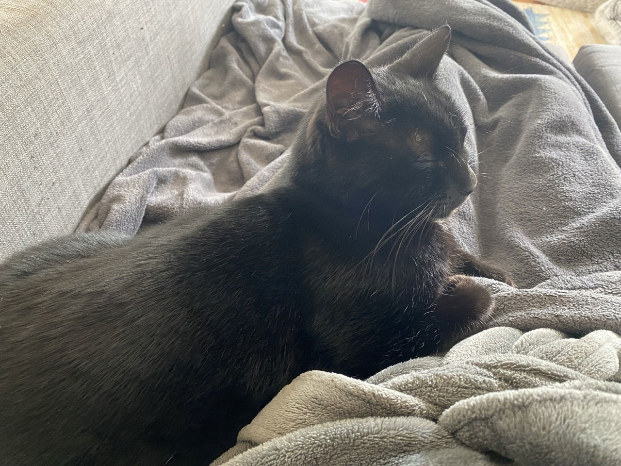 Daria (bonded with Dusty)