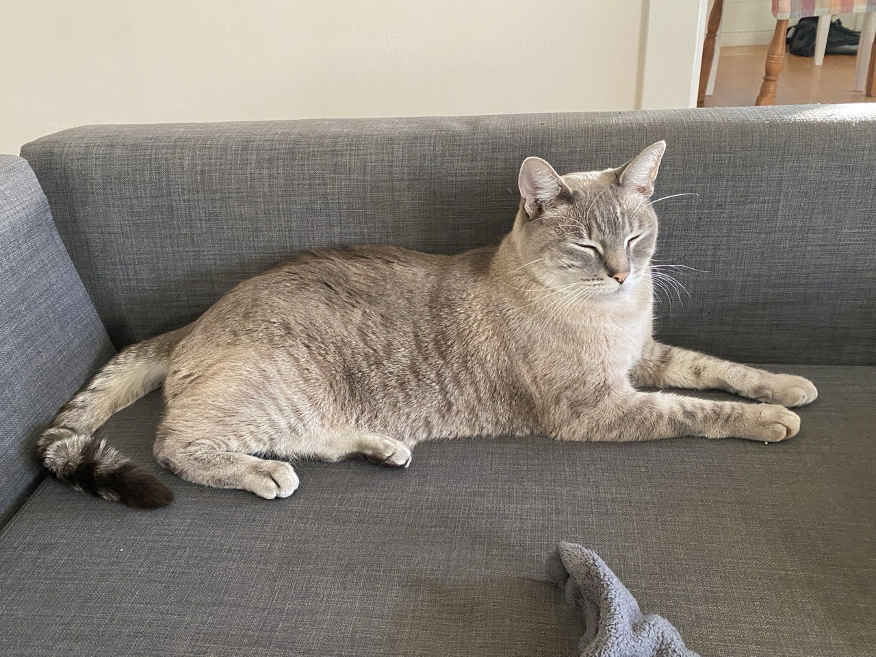Dusty (bonded with Daria)
