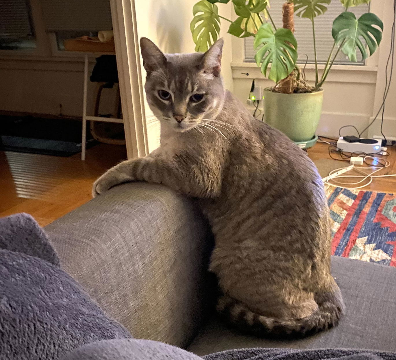Dusty (bonded with Daria)