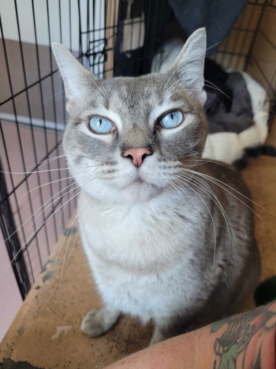 Dusty (bonded with Daria)