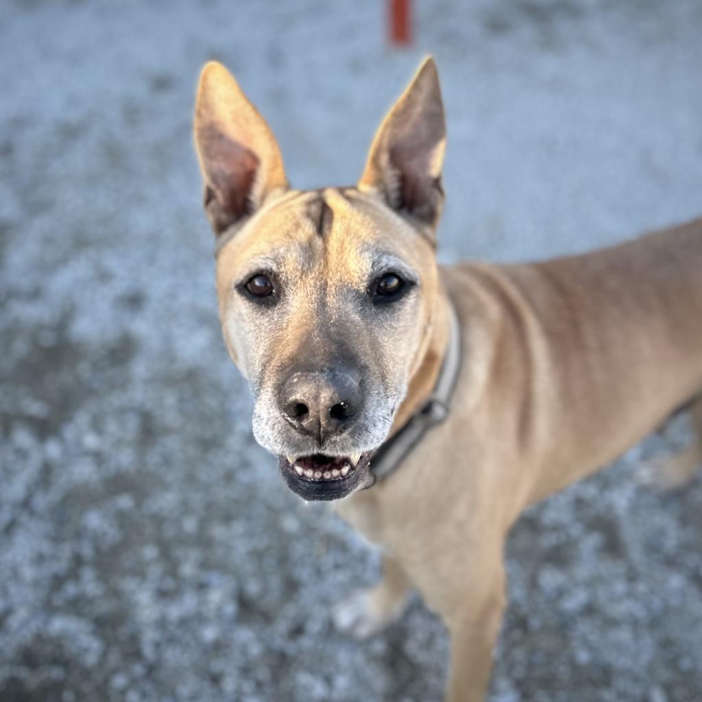 Kilo, an adoptable Mixed Breed in Spanish Fork, UT, 84660 | Photo Image 1
