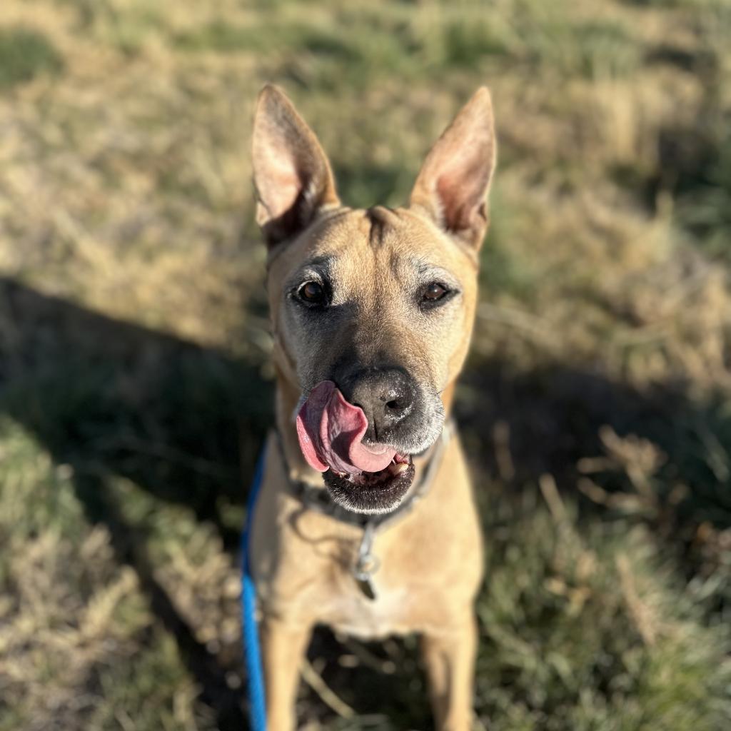 Kilo, an adoptable Mixed Breed in Spanish Fork, UT, 84660 | Photo Image 2